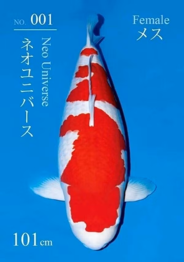 Con cá chép cái đầy màu sắc dài 99cm này được bà Ying Ying Chung, một người đam mê và sưu tầm cá Koi, mua lại từ nhà lai tạo cá Koi nổi tiếng Kentaro Sakai. Ảnh: Reddit