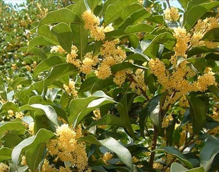 Hơn nữa, hoa mộc hương màu vàng óng, tượng trưng cho điều tốt lành, may mắn, gia tăng tài lộc. Ảnh: Người lao động