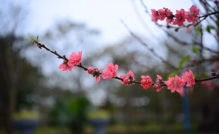 Trên cành có nhiều và hoa. Ảnh: Công luận