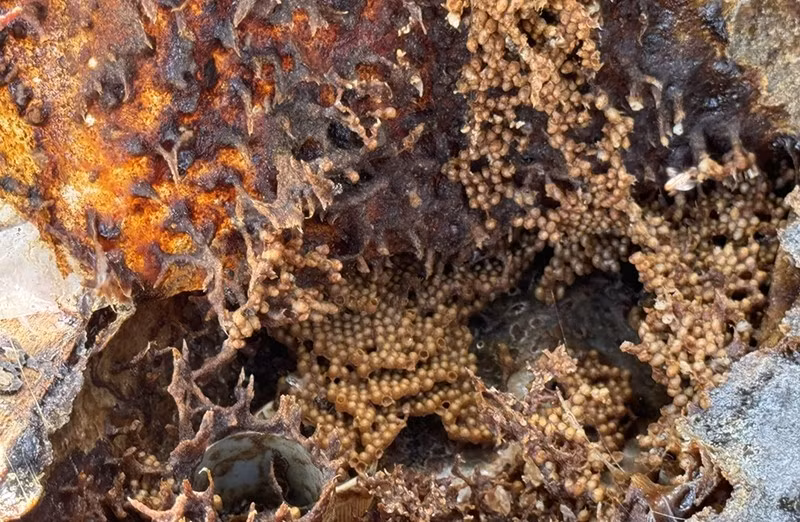 Tổ ong có cấu trúc dạng bong bóng, phía trong chứa mật và phấn hoa, phía ngoài thường được bịt kín bằng hỗn hợp sáp và nhựa cây. Ảnh: Báo Đồng Nai