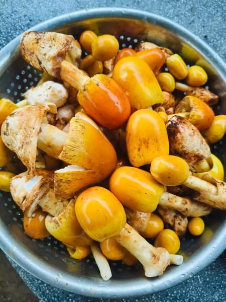 Trên thị trường, nấm trứng gà có giá từ 120.000 - 300.000 đồng/kg. Ảnh: Facebook