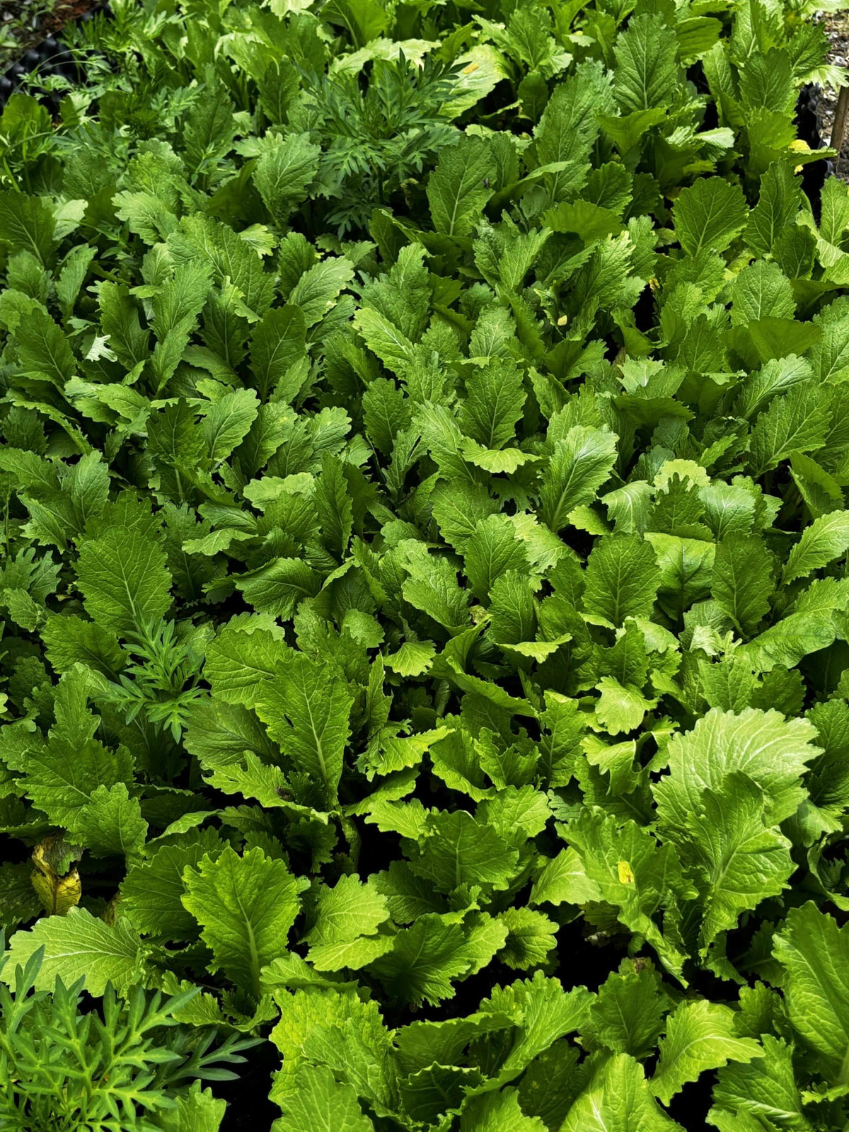 Khu vườn trồng đủ các loại rau dân dã như cải ngồng, cải bẹ xanh, rau muống...Ảnh: FB Trần Việt Trinh