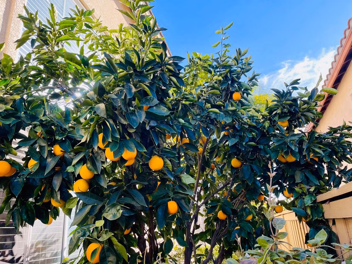 Từ đầu tháng 12 âm lịch, những gốc cam trong vườn nhà Diệu Hương đã rộ mã. Ảnh: FB Diệu Hương