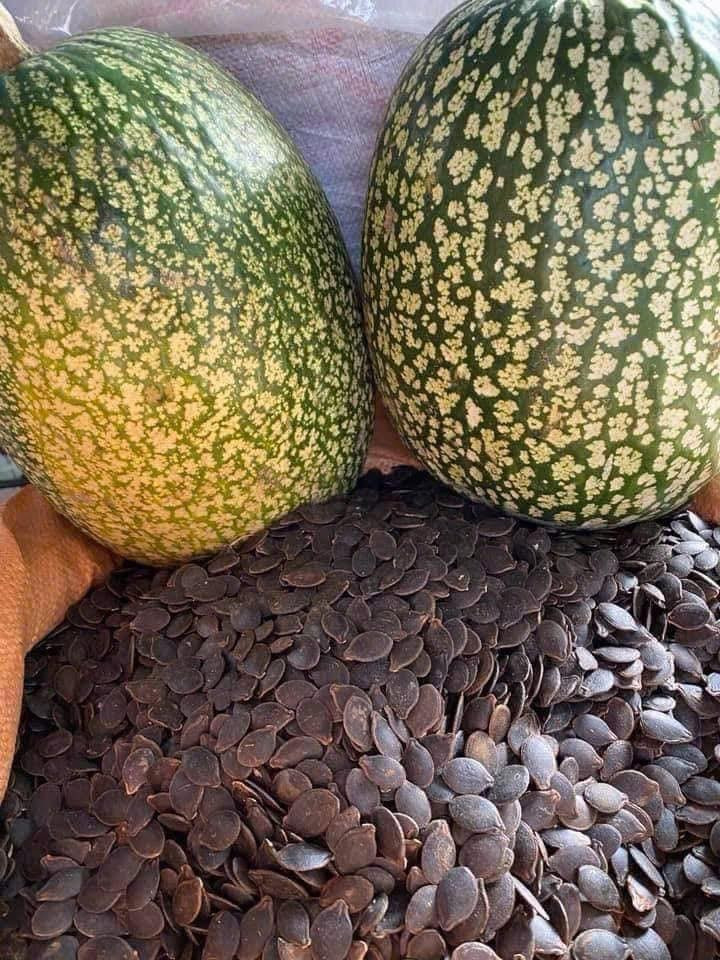 Giá bán tăng cao cùng nhu cầu mạnh, người dân trồng nhiều bí mèo hơn, chủ yếu tại các tỉnh miền núi như Tuyên Quang, Lào Cai. Ảnh: Facebook