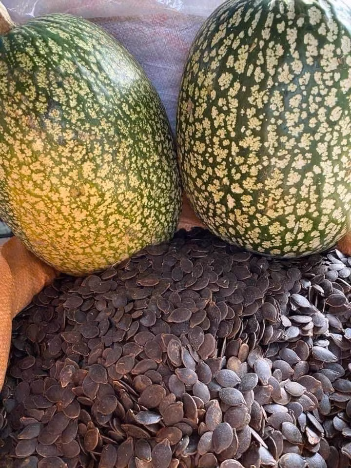 Giá bán tăng cao cùng nhu cầu mạnh, người dân trồng nhiều bí mèo hơn, chủ yếu tại các tỉnh miền núi như Tuyên Quang, Lào Cai. Ảnh: Facebook