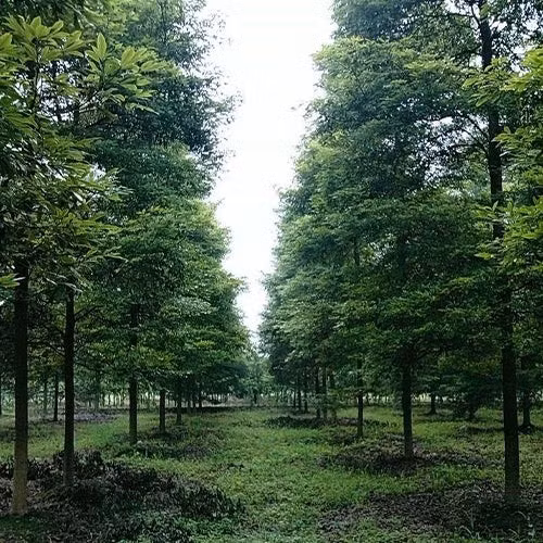 Tuy nhiên, giá cây giống nanmu vàng thấp đến mức đáng kinh ngạc, chỉ chục tệ (hơn 30.000 đồng). Những cây giống chất lượng tốt hơn cũng chỉ có giá khoảng 100 tệ (hơn 300.000 đồng). Ảnh: HeYou Seeds