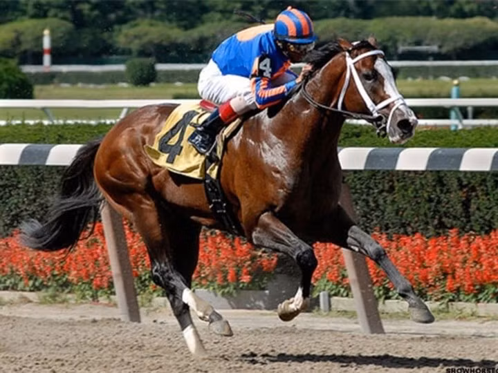 Được mua khi mới một tuổi với giá 11,7 triệu USD, Meydan City thuộc sở hữu của Sheikh Ahmed Bin Mohammad Al Maktoum. Dù sự nghiệp thi đấu không quá nổi bật, chú vẫn được đánh giá cao nhờ tiềm năng di truyền và đóng góp trong lĩnh vực nhân giống, đặc biệt sau chiến thắng đáng chú ý tại UAE Derby. Ảnh: Sothebysrealty