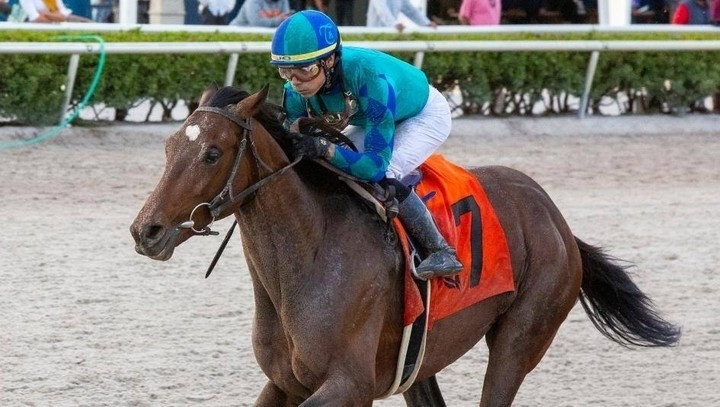 Better Than Honour nổi tiếng không phải nhờ thành tích thi đấu mà bởi vai trò ngựa mẹ xuất sắc. Năm 2008, chú được bán với giá 14 triệu USD nhờ khả năng di truyền vượt trội. Ảnh: Sothebysrealty