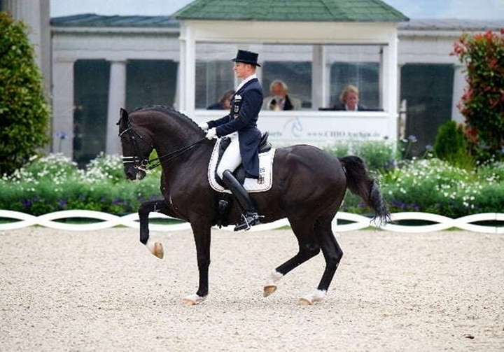 Totilas, hay còn gọi là Toto (15 triệu USD) là một trong những ngựa dressage xuất sắc nhất thế giới thuộc giống Dutch Warmblood. Dưới sự điều khiển của kỵ sĩ Edward Gal, chú lập nên nhiều kỷ lục, trong đó có việc đạt số điểm trên 90 – điều chưa từng có trước đây. Ảnh: Sothebysrealty