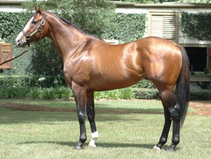 Seattle Dancer từng lập kỷ lục là ngựa non có giá đấu cao nhất thế giới vào năm 1985 với hơn 13 triệu USD. Mang dòng máu của các nhà vô địch Triple Crown, chú ngựa này sau đó đạt thành công lớn trong vai trò ngựa giống, với hàng chục thế hệ con giành chiến thắng ở nhiều giải đấu quan trọng. Ảnh: Sothebysrealty