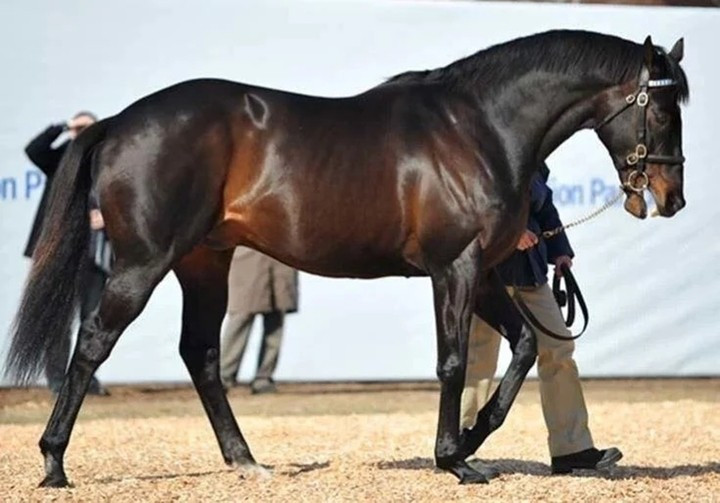 Được lai tạo từ những dòng máu danh tiếng của Anh và Mỹ, Shareef Dancer từng gây chấn động thị trường khi được bán với giá 40 triệu USD vào năm 1983. Ảnh: Sothebysrealty