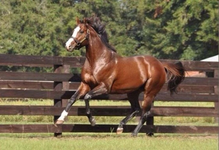 Năm 2006, The Green Monkey lập kỷ lục khi trở thành chú ngựa hai tuổi đắt nhất từng được đấu giá với mức 16 triệu USD. Ảnh: Sothebysrealty