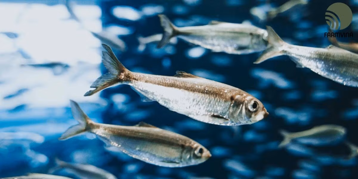 Cá mòi có một vây lưng, một vây bụng và hai vây mang, phủ lớp vảy bạc sáng, lưng màu xanh xám. Ảnh: Internet