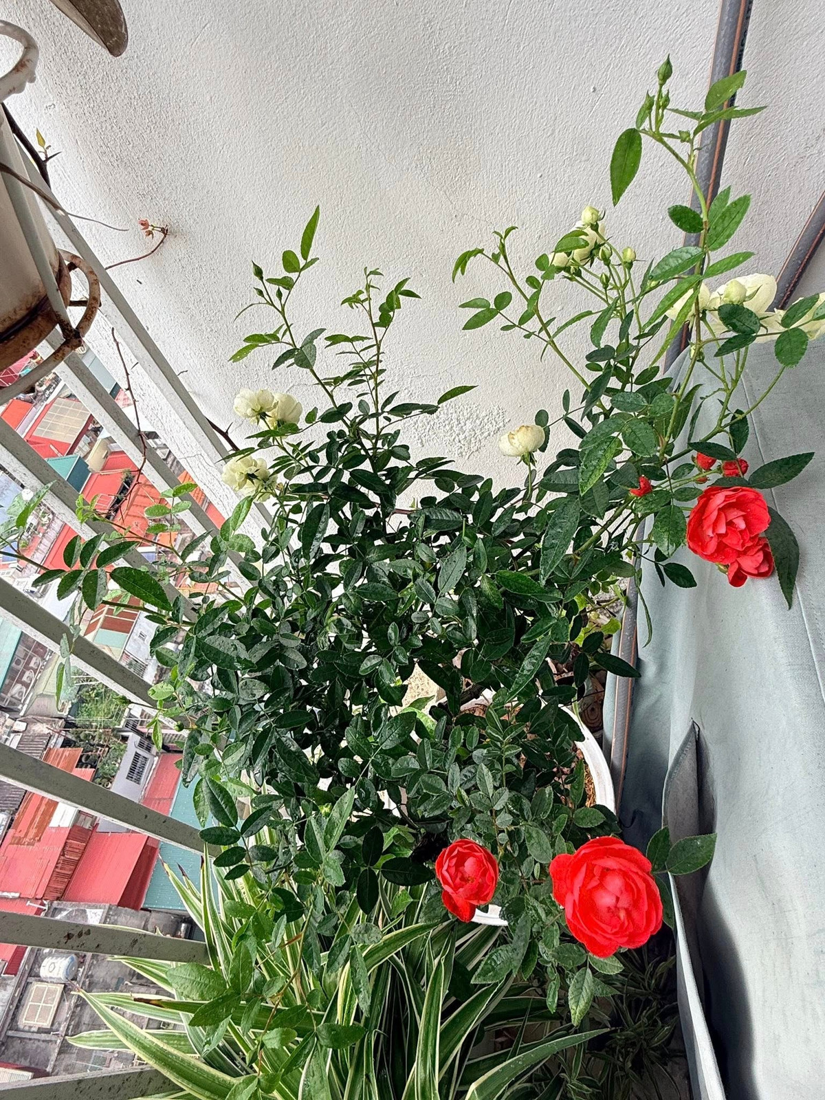 Tại ban công, nhiều loại hoa cũng đua nhau khoe sắc. Ảnh: FB Trang Hoàng