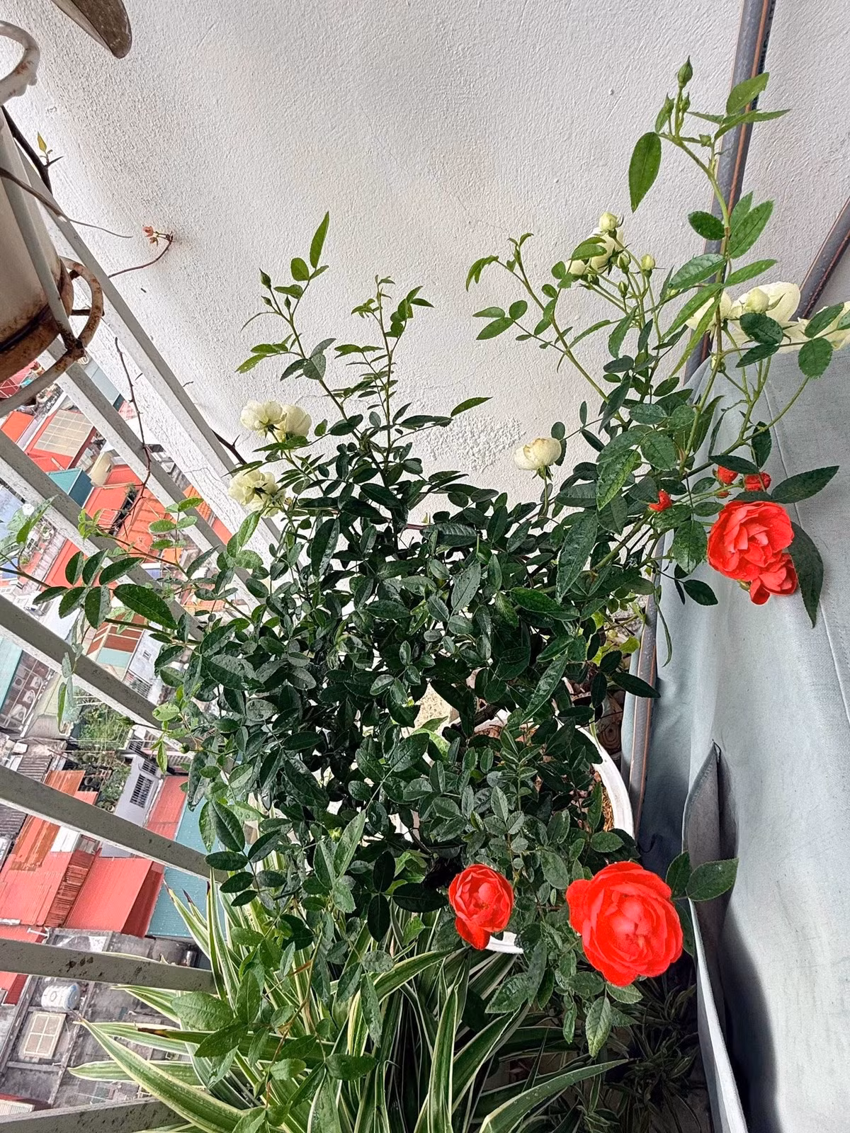 Tại ban công, nhiều loại hoa cũng đua nhau khoe sắc. Ảnh: FB Trang Hoàng