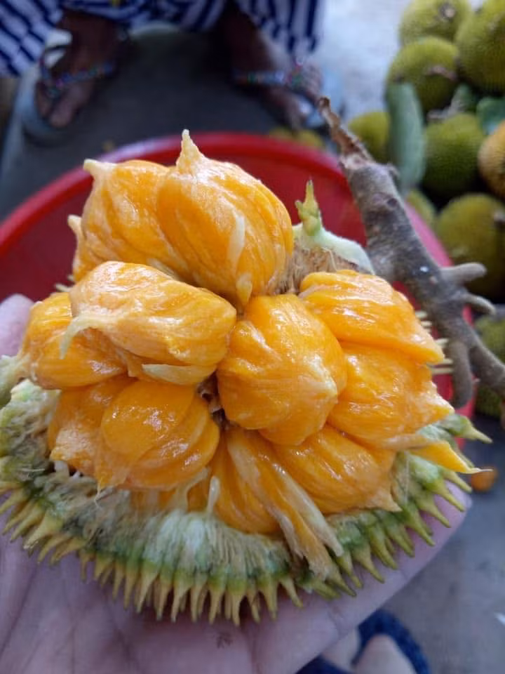 Quả mít hình tròn, vỏ màu xanh và nhiều gai gọn, nặng từ 0,3-0,5kg nhưng khá nhiều múi. Ảnh: Facebook