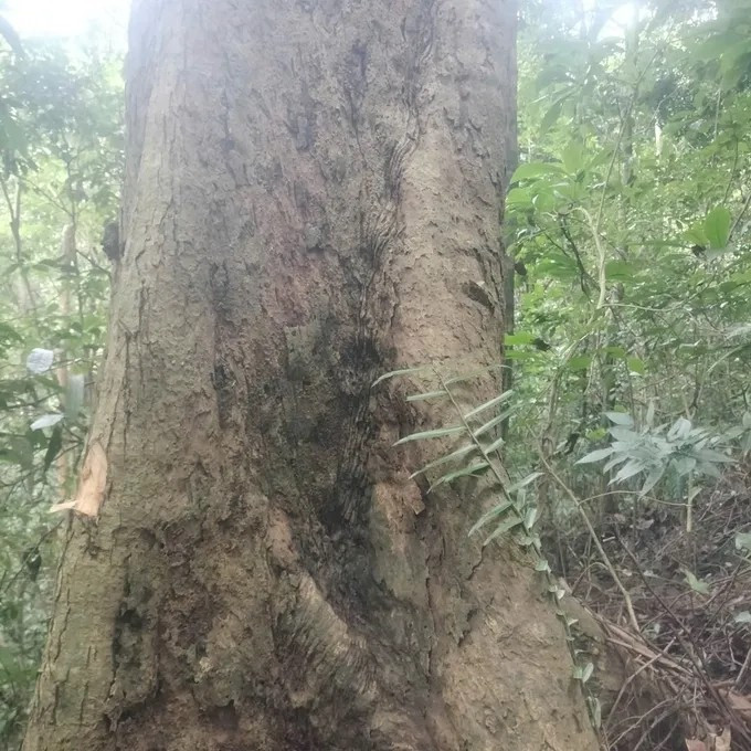 Theo một thương lái địa phương, gỗ mán đỉa vốn mọc nhiều ở rừng núi Quảng Trị. Ảnh: SGGP