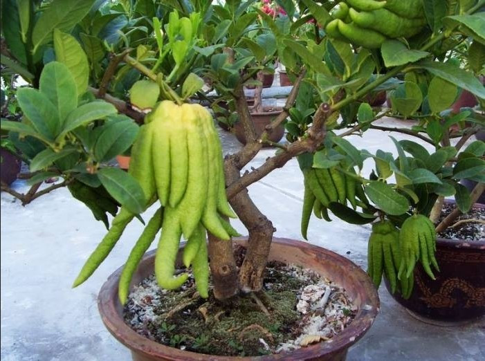 Hương thơm dịu nhẹ của phật thủ còn giúp xua đuổi tà khí, thu hút năng lượng tích cực vào nhà. Ảnh: Saigonhoa