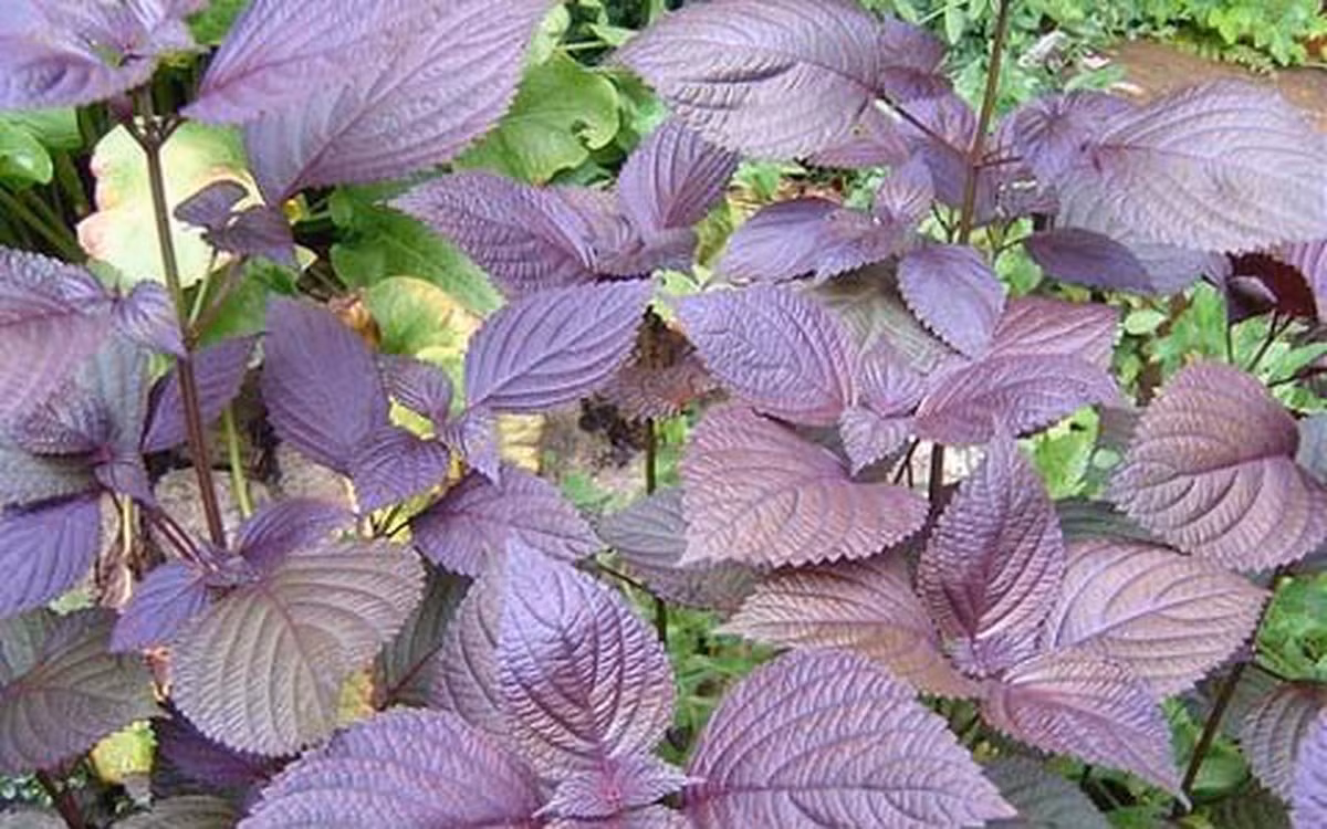 Tía tô là cây gia vị quen thuộc, thường được trồng trong chậu hoặc luống nhỏ. Tinh dầu trong lá tía tô khiến muỗi mất phương hướng, không dám đậu gần. Ảnh: Internet