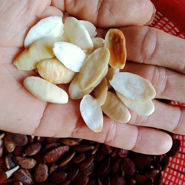 Bóc lớp lụa ra là phần nhân trắng ngà, khá to. Ảnh: Internet