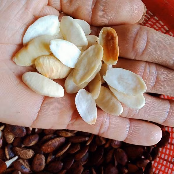 Bóc lớp lụa ra là phần nhân trắng ngà, khá to. Ảnh: Internet