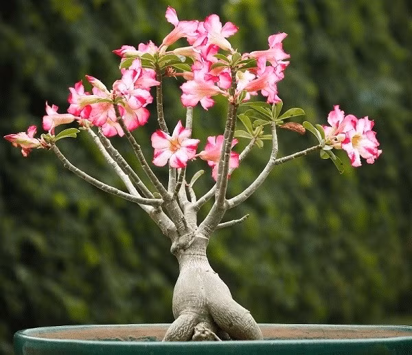 Muốn cây ra nhiều hoa, chỉ tưới cây 1-2 lần mỗi tuần, không nên tưới quá nhiều. Ảnh: Internet