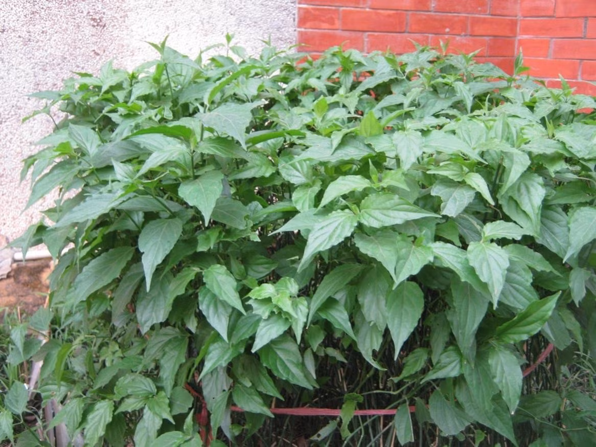 Loài cây này thân nhỏ, mọc trườn, có thể cao từ 1 – 3 mét. Ảnh: Internet