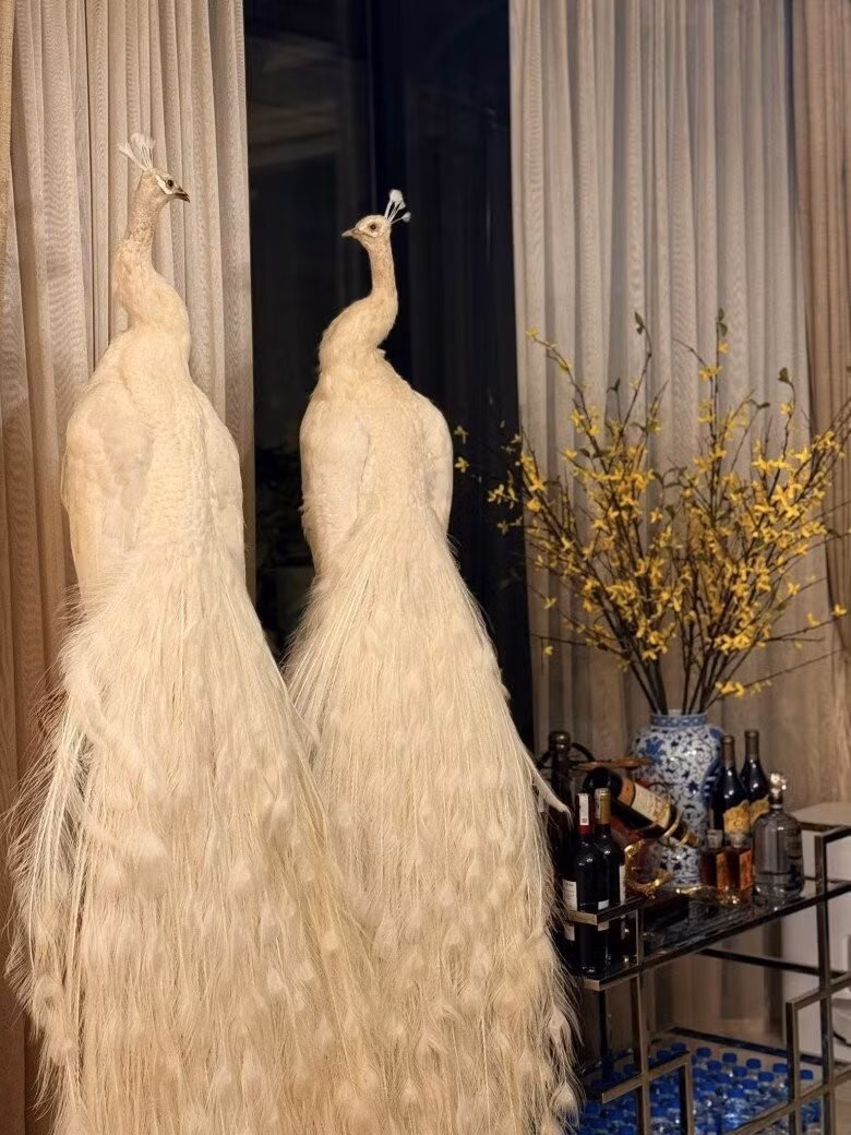 Tượng chim công trắng với bộ lông dài kiêu sa đặt cạnh quầy bar mini. Hoa mai vàng và bình gốm lam cổ điển tăng thêm chất Á Đông xen giữa tổng thể châu Âu hiện đại. Ảnh: FBNV