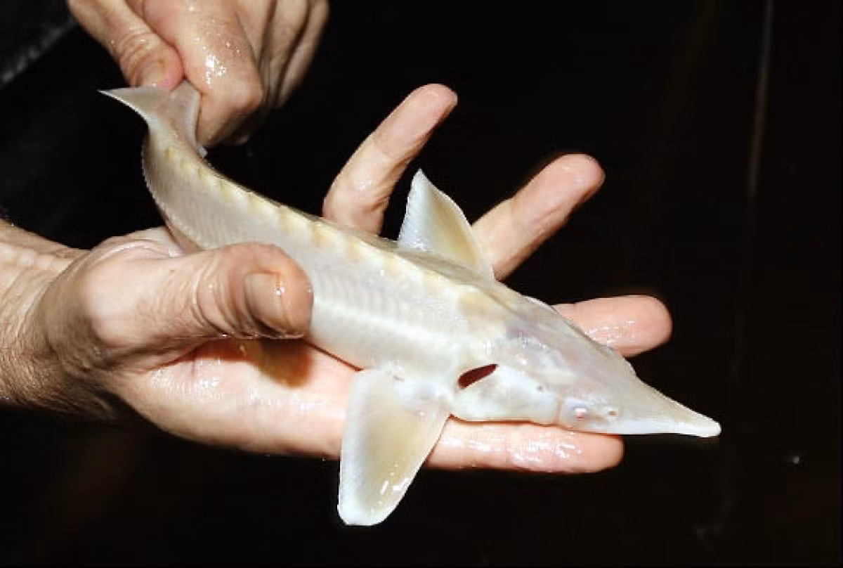 Trứng cá tầm bạch tạng đắt bởi loại cá này được nuôi trong điều kiện "5 sao" đắt đỏ, phải nuôi mất 8-10 năm mới thu hoạch được. Ảnh: Getty