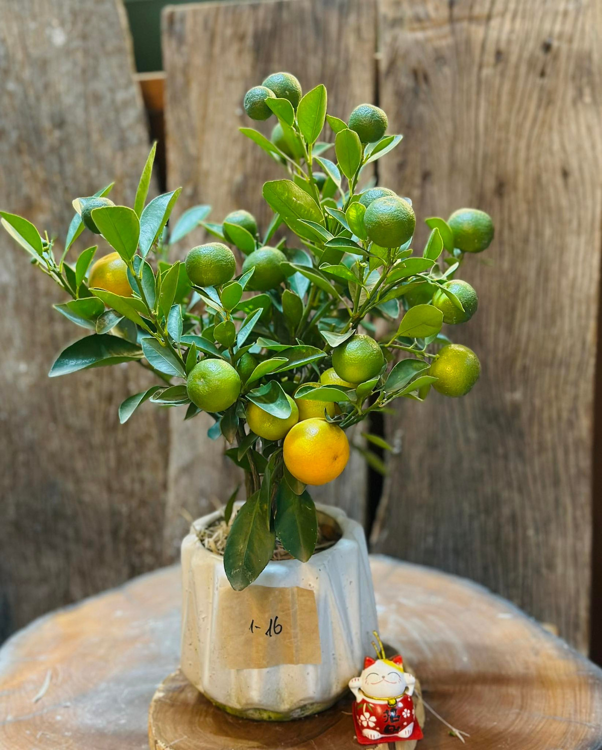 Quất mini dễ tiếp cận với nhiều đối tượng khách hàng, đặc biệt là dân công sở. Ảnh: Facebook