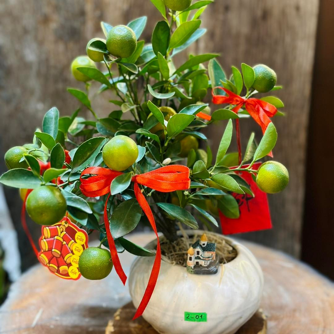 Nếu như những chậu quất thế lớn giá tới cả triệu đồng, thì quất mini giá chỉ từ hơn 100.000 đồng, phù hợp với túi tiền của nhiều người dân. Ảnh: Facebook