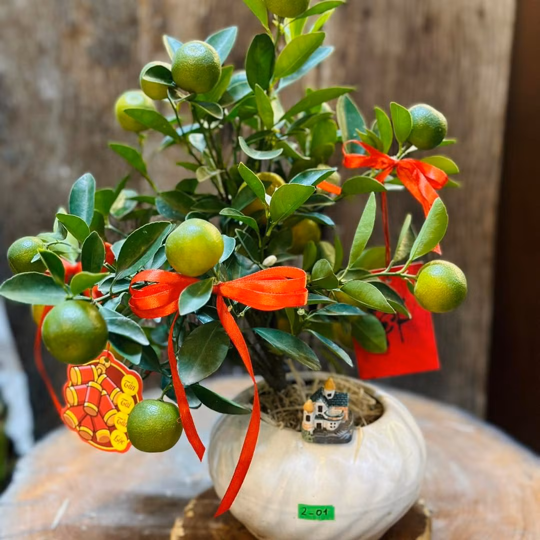 Nếu như những chậu quất thế lớn giá tới cả triệu đồng, thì quất mini giá chỉ từ hơn 100.000 đồng, phù hợp với túi tiền của nhiều người dân. Ảnh: Facebook