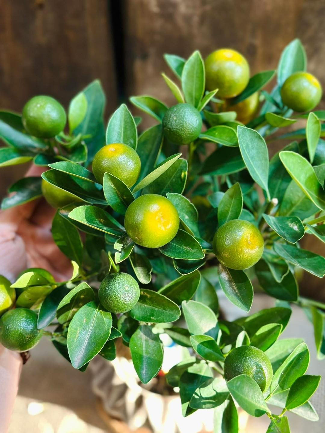 Quất cảnh mini có dáng cây xinh, nhỏ gọn, dễ trưng trên bàn, ban công, quầy lễ tân hay cửa hàng. Ảnh: FB Hoa hồng ngoại