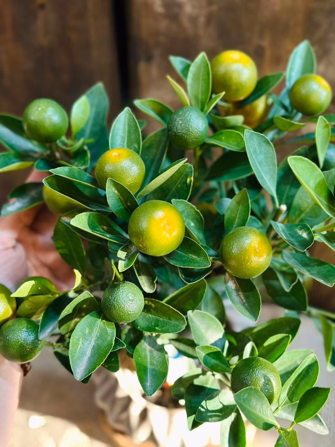 Quất cảnh mini có dáng cây xinh, nhỏ gọn, dễ trưng trên bàn, ban công, quầy lễ tân hay cửa hàng. Ảnh: FB Hoa hồng ngoại