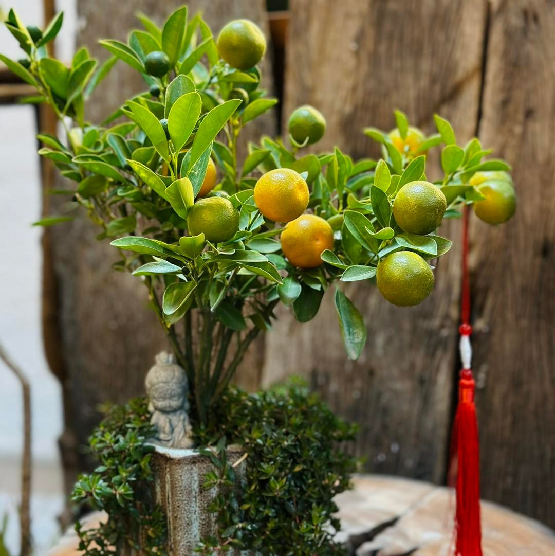 Chỉ cần đủ ánh sáng và tưới nước đều là cây luôn xanh tốt. Ảnh: Facebook