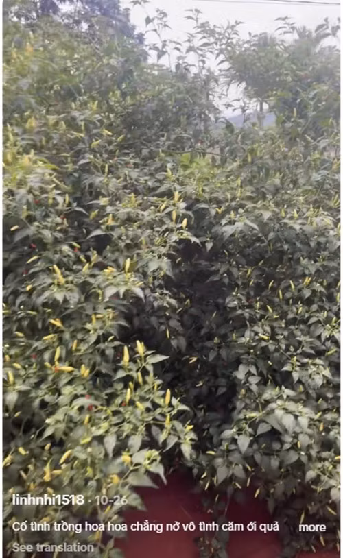 Chỉ một thời gian ngắn sau khi đăng tải, đoạn clip nhận về hơn 3 triệu lượt xem và 77k lượt yêu thích. Ảnh chụp màn hình @linhnhi1518