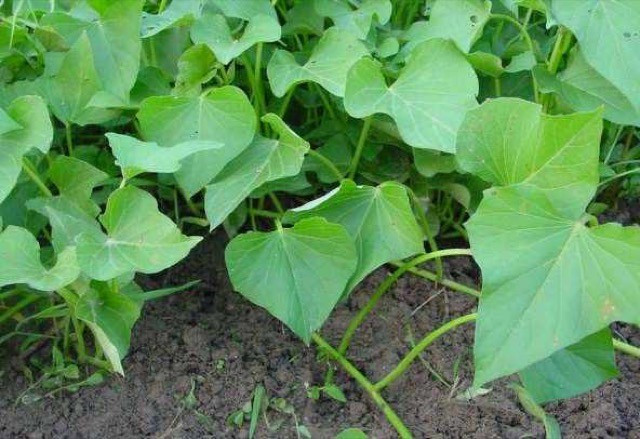 Rau khoai lang là loại rau quen thuộc ở Việt Nam. Xưa kia, loại rau này thường chỉ dùng để làm thức ăn cho lợn. Ảnh: Internet