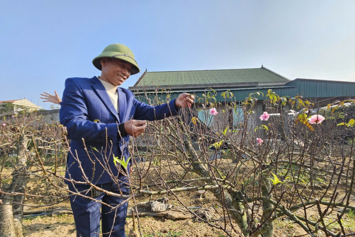 Trên đầu cành, nụ đào căng tròn, hứa hẹn bung nở đúng độ Xuân về. Ảnh: Giadinhxahoi