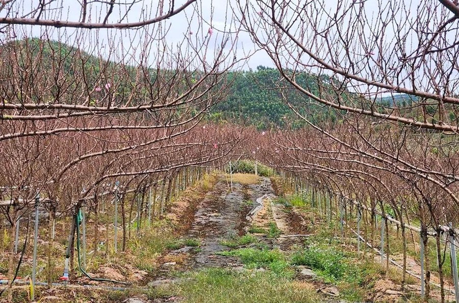 Trong khi đó, cây đào huyền loại 1 giá từ 900.000 đến 1 triệu đồng/cây, đào loại 2 dao động từ 600.000-700.000 đồng/cây. Ảnh: Vietnamnet