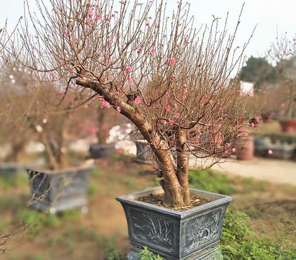 Đào ưa đất tơi xốp, thoát nước tốt và cần được cắt tỉa cành sau Tết để cây hồi sức. Ảnh: Nhavuonthienminh