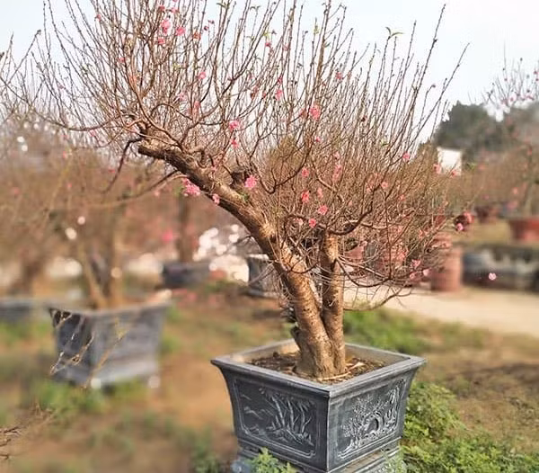 Đào ưa đất tơi xốp, thoát nước tốt và cần được cắt tỉa cành sau Tết để cây hồi sức. Ảnh: Nhavuonthienminh