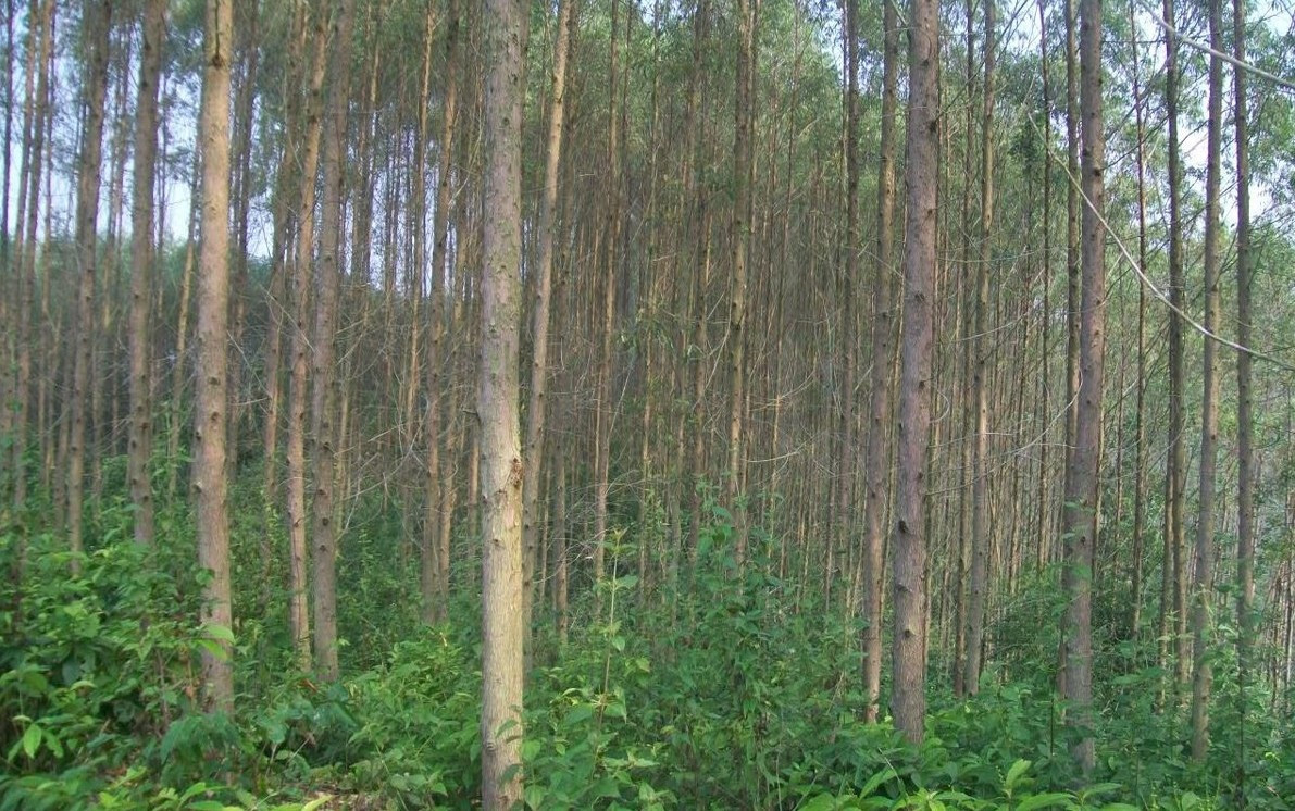 Hơn nữa, bạch đàn hút nước mạnh, khiến đất xung quanh trở nên khô cằn, dễ gây nứt đất trong mùa khô. Ảnh: Cây giống lâm nghiệp