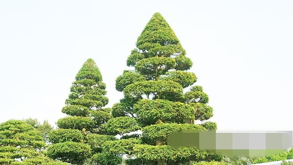 Cây me cao 6m, đường kính tán cây 3,5m, hoành gốc 1,4m và có dáng hình thông. Ảnh: Dân Việt