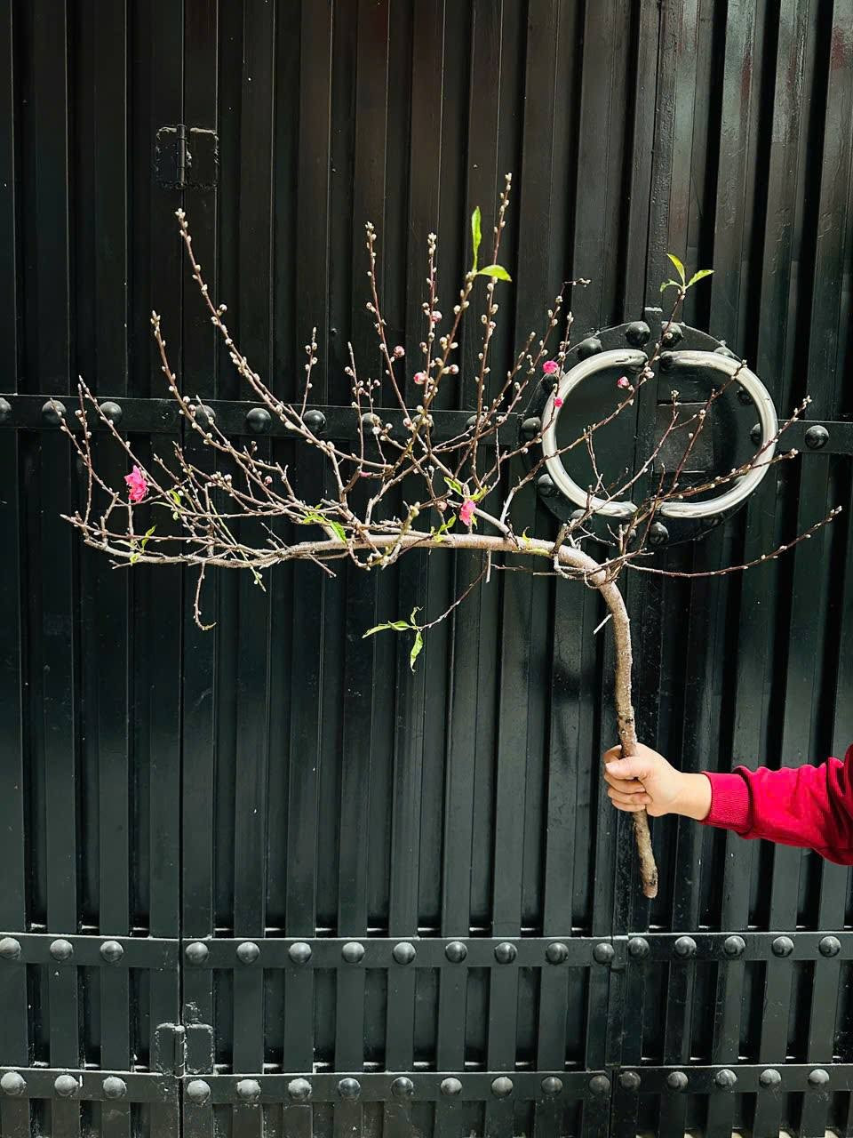 So với đào huyền lớn, đào huyền mini có lợi thế về giá. Ảnh: FB Thao Nguyen