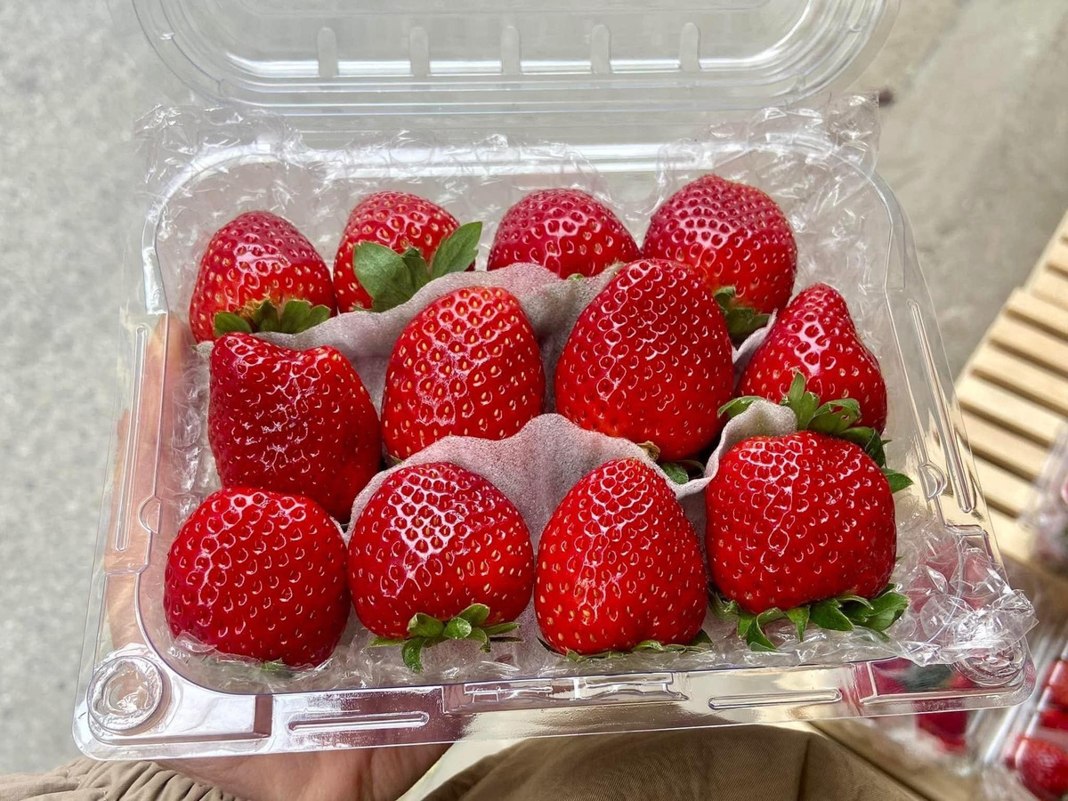 Dù đắt nhưng dâu tây Mộc Châu vẫn được người tiêu dùng ưa chuộng nhờ hương vị thơm ngon, đỏ mọng bắt mắt. Ảnh: FB Dâu Tây Mộc Châu