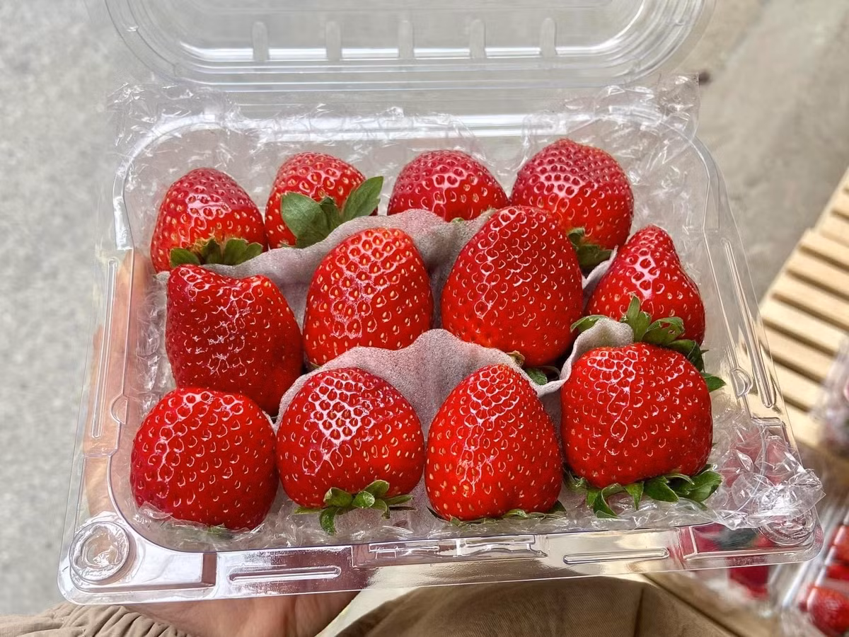 Dù đắt nhưng dâu tây Mộc Châu vẫn được người tiêu dùng ưa chuộng nhờ hương vị thơm ngon, đỏ mọng bắt mắt. Ảnh: FB Dâu Tây Mộc Châu