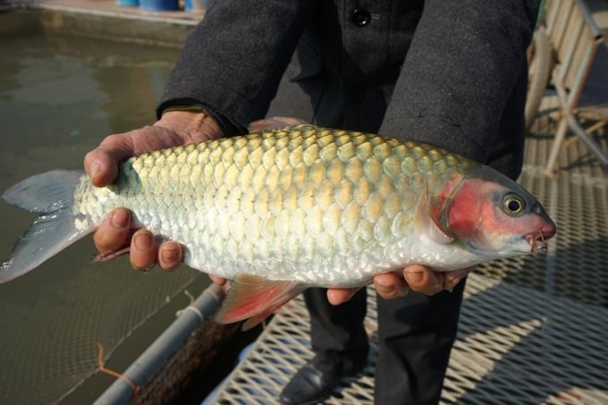 Trên thị trường, giá cá bỗng dao động từ 300.000 – 600.000 đồng/kg, những con cá lớn, nuôi lâu năm thậm chí lên tới cả triệu đồng mỗi con. Ảnh: Báo Nông nghiệp