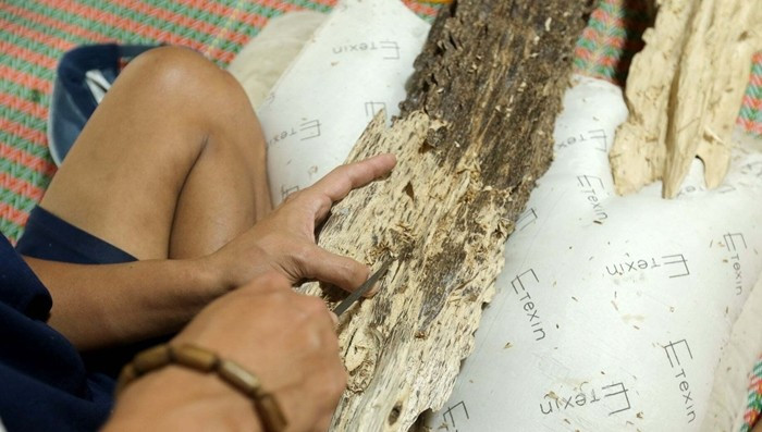 Từng lớp gỗ tạp bên ngoài phải được bóc tách cẩn trọng để giữ nguyên cấu trúc bông trầm bên trong. Ảnh: Dân Việt