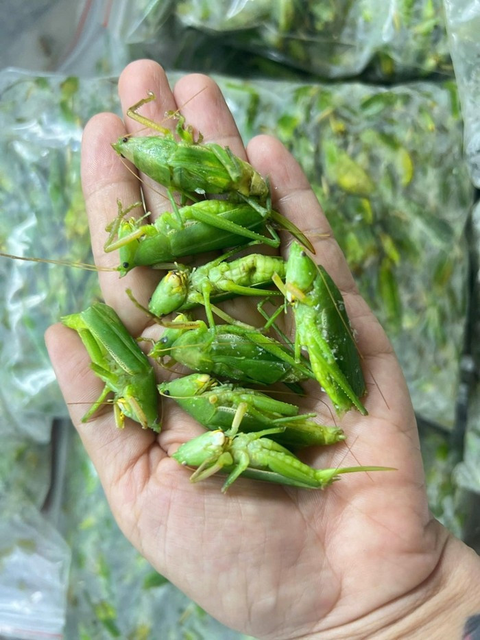 View - Đặc sản quê đắt ngang tôm hùm, có tiền chưa chắc mua được | Báo Tri thức và Cuộc sống - TIN TỨC PHỔ BIẾN KIẾN THỨC 24H