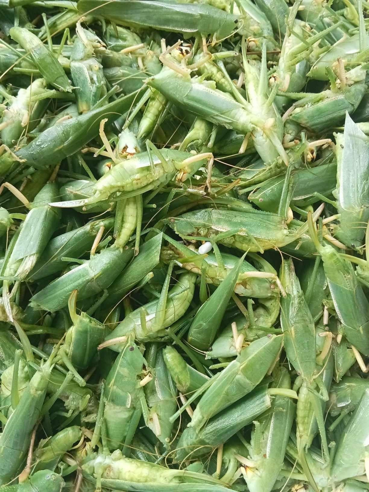 View - Đặc sản quê đắt ngang tôm hùm, có tiền chưa chắc mua được | Báo Tri thức và Cuộc sống - TIN TỨC PHỔ BIẾN KIẾN THỨC 24H